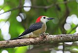 Jamaican Woodpeckerborder=